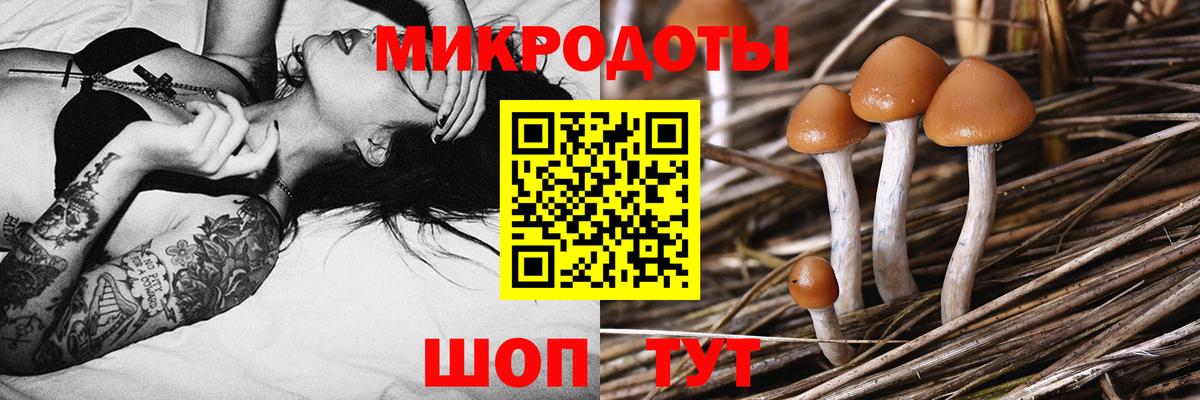 как найти закладки  Галлюциногенные грибы прущие грибы  Вход с VPN  Зерноград 